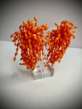 Firecracker Earrings